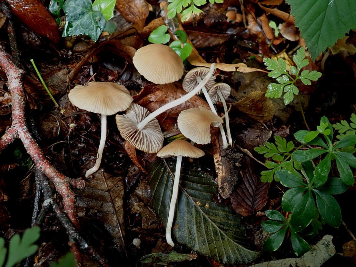 Photo © Penny Cullington Psathyrella obtusata by Penny Cullington